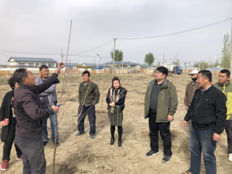 考察山里紅種植項(xiàng)目，回村后帶領(lǐng)技術(shù)人員教村民種植技術(shù)