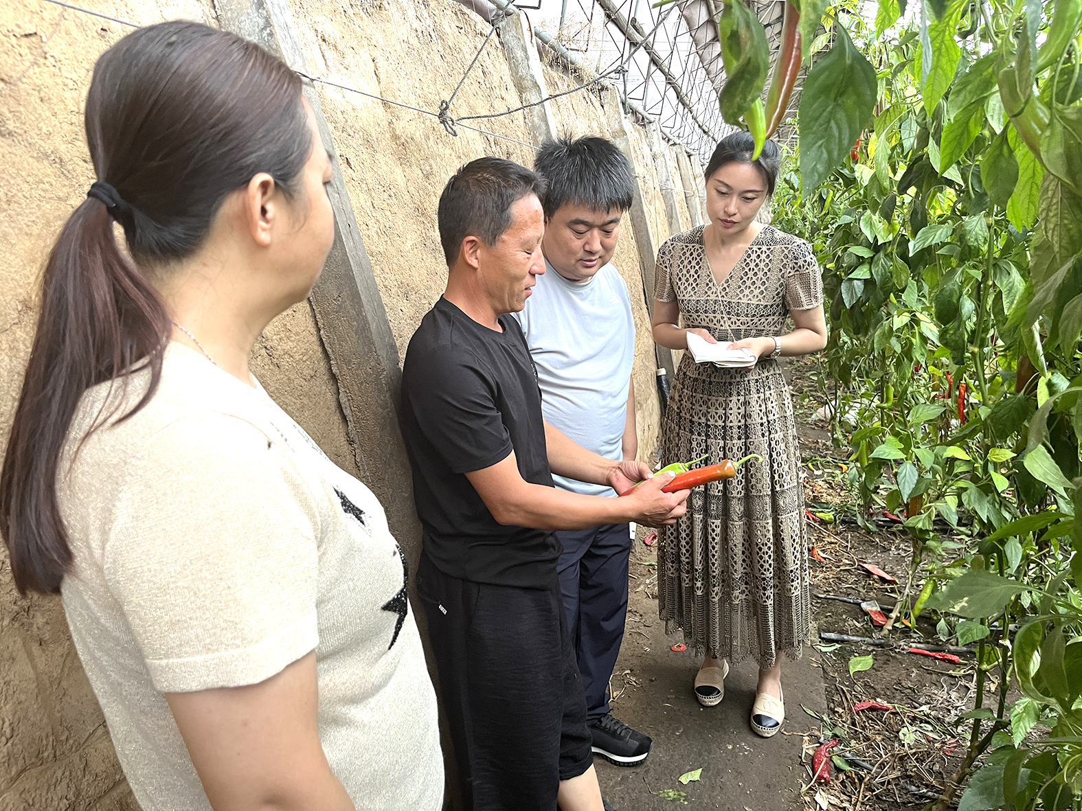 李富寶(左二)向記者展示快要罷園的辣椒