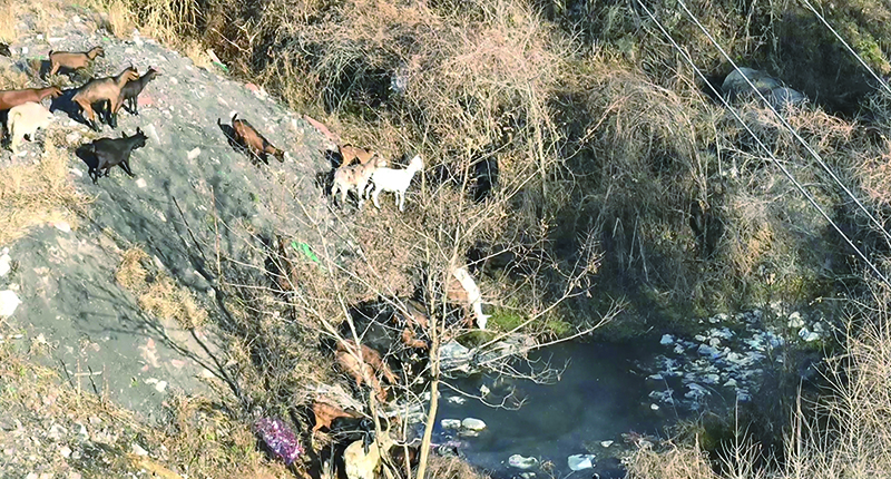 頭題圖2，無(wú)人機(jī)在山中找到走失羊群