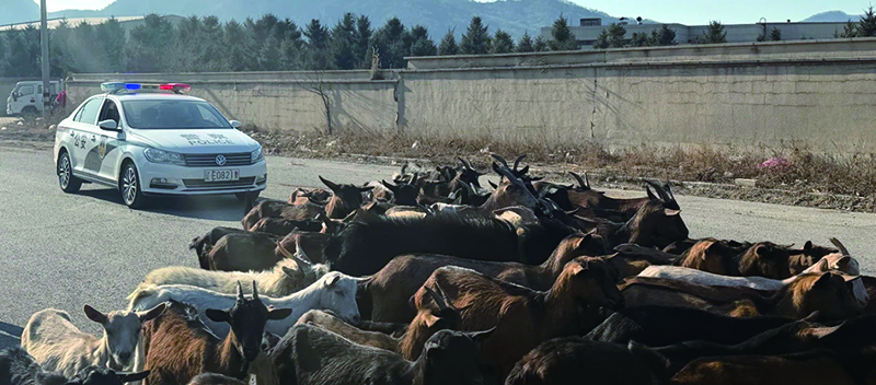 頭題圖3，警車(chē)護(hù)送羊群回家
